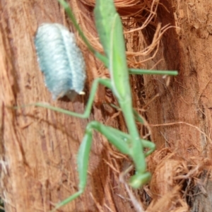 Pseudomantis albofimbriata at Belconnen, ACT - 15 Apr 2022 04:10 PM