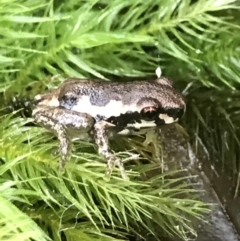 Litoria dentata at Urunga, NSW - 16 Apr 2022 by BrianH