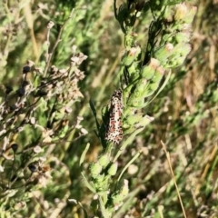 Utetheisa lotrix (Crotalaria Moth) at Aranda Bushland - 15 Apr 2022 by KMcCue