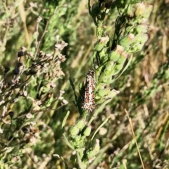 Utetheisa lotrix (Crotalaria Moth) at Molonglo Valley, ACT - 16 Apr 2022 by KMcCue