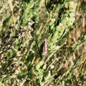 Utetheisa lotrix at Molonglo Valley, ACT - 16 Apr 2022 09:57 AM