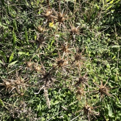 Carthamus lanatus (Saffron Thistle) at Molonglo Valley, ACT - 16 Apr 2022 by KMcCue