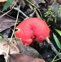 Hygrocybe sp. ‘red’ at Urunga, NSW - 15 Apr 2022 by BrianH