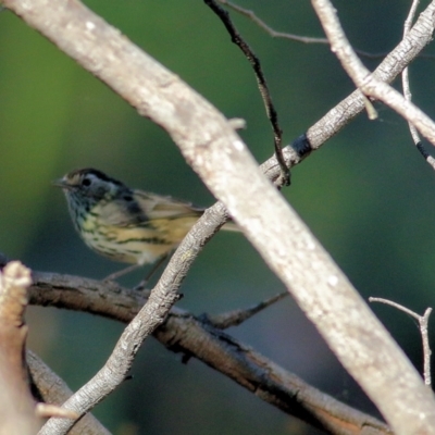 Pyrrholaemus sagittatus (Speckled Warbler) at Chiltern, VIC - 15 Apr 2022 by KylieWaldon