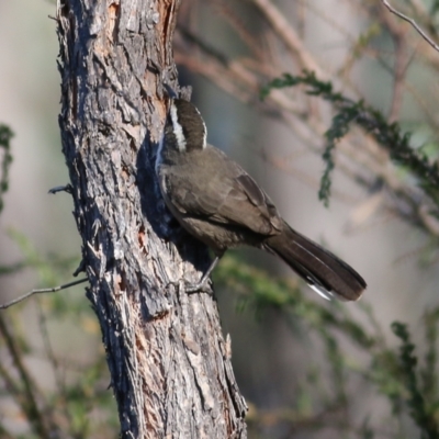 Pomatostomus superciliosus (White-browed Babbler) at Chiltern, VIC - 15 Apr 2022 by KylieWaldon