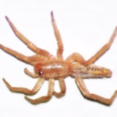 Clubiona sp. (genus) (Unidentified Stout Sac Spider) at Mount Jerrabomberra - 9 Apr 2022 by TmacPictures