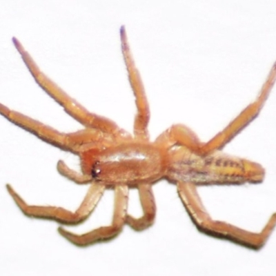 Clubiona sp. (genus) (Unidentified Stout Sac Spider) at Mount Jerrabomberra - 9 Apr 2022 by TmacPictures