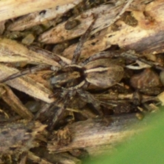 Unidentified Spider (Araneae) at Mount Jerrabomberra - 11 Apr 2022 by Tmac