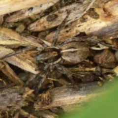 Unverified Spider (Araneae) by Tmac