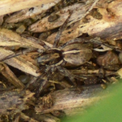 Unidentified Spider (Araneae) at Jerrabomberra, NSW - 11 Apr 2022 by Tmac