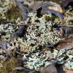 Unverified Lichen, Moss or other Bryophyte at Chiltern, VIC - 16 Apr 2022 by KylieWaldon