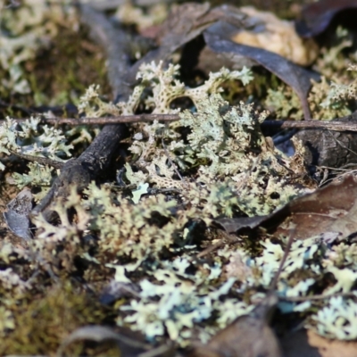 Unverified Lichen, Moss or other Bryophyte at Chiltern, VIC - 16 Apr 2022 by KylieWaldon