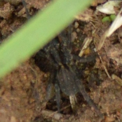 Miturgidae (family) (False wolf spider) at Jerrabomberra, NSW - 11 Apr 2022 by Tmac