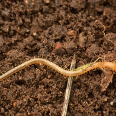 Geophilomorpha sp. (order) (Earth or soil centipede) at Jerrabomberra, NSW - 11 Apr 2022 by TmacPictures