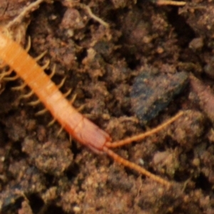 Geophilomorpha sp. (order) at Jerrabomberra, NSW - suppressed