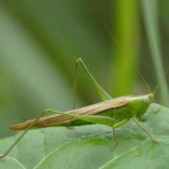 Conocephalus semivittatus (Meadow katydid) at Mount Jerrabomberra - 11 Apr 2022 by Tmac