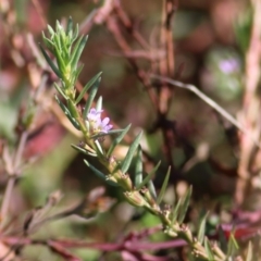 Lythrum hyssopifolia (Small Loosestrife) at Chiltern-Mt Pilot National Park - 16 Apr 2022 by KylieWaldon