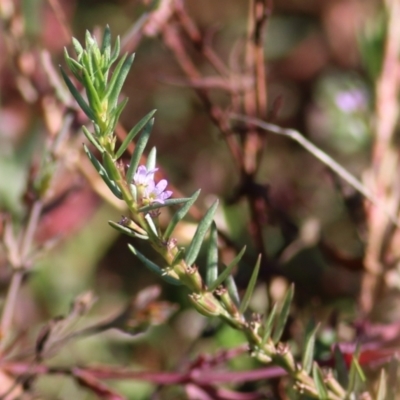Lythrum hyssopifolia (Small Loosestrife) at Chiltern-Mt Pilot National Park - 16 Apr 2022 by KylieWaldon