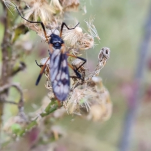 Gynoplistia sp. (genus) at O'Malley, ACT - 16 Apr 2022