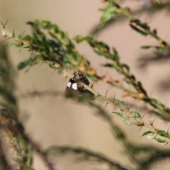 Nyctemera amicus at Chiltern, VIC - 15 Apr 2022 by KylieWaldon