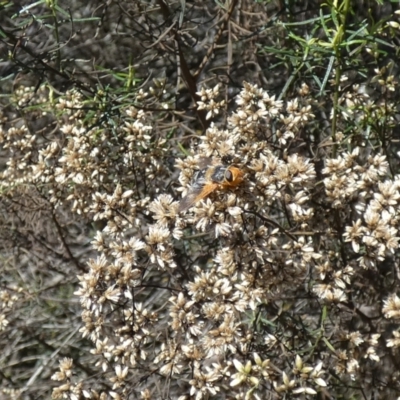 Microtropesa sp. (genus) (Tachinid fly) at Watson, ACT - 16 Apr 2022 by Birdy