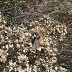 Microtropesa sp. (genus) at Watson, ACT - 16 Apr 2022