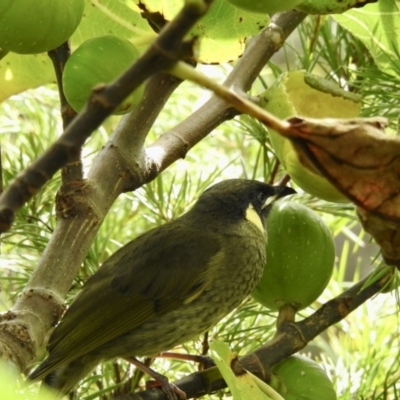 Meliphaga lewinii (Lewin's Honeyeater) at Burradoo, NSW - 16 Apr 2022 by GlossyGal