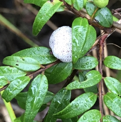 Austromyrtus dulcis (Midyim, Midgem Berry) at Urunga, NSW - 16 Apr 2022 by BrianH