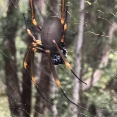 Nephila sp. (genus) at Urunga, NSW - 15 Apr 2022 by BrianH
