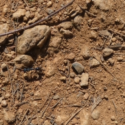 Myrmecia tarsata (Bull ant or Bulldog ant) at Mount Majura - 16 Apr 2022 by Birdy