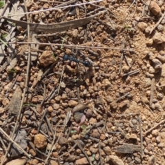 Myrmecia tarsata at Watson, ACT - 16 Apr 2022