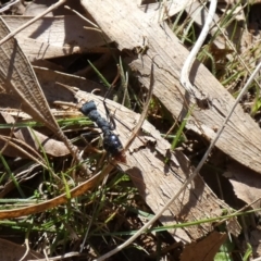 Myrmecia tarsata at Watson, ACT - 16 Apr 2022