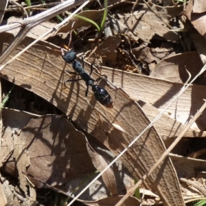 Myrmecia tarsata at Watson, ACT - 16 Apr 2022