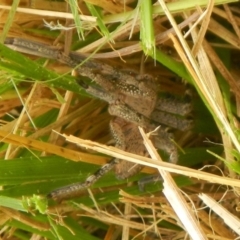 Neosparassus sp. (genus) (Badge huntsman) at Jerrabomberra, NSW - 29 Mar 2022 by Tmac