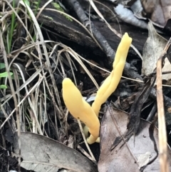 Unidentified Clubs/stalks on soil at Urunga, NSW - 15 Apr 2022 by BrianH