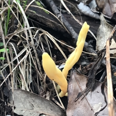 Clavulinopsis amoena at Urunga, NSW - 15 Apr 2022 by BrianH