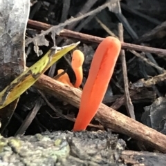 Clavulinopsis corallinorosacea (Clavulinopsis corallinorosacea) at Urunga, NSW - 16 Apr 2022 by BrianH