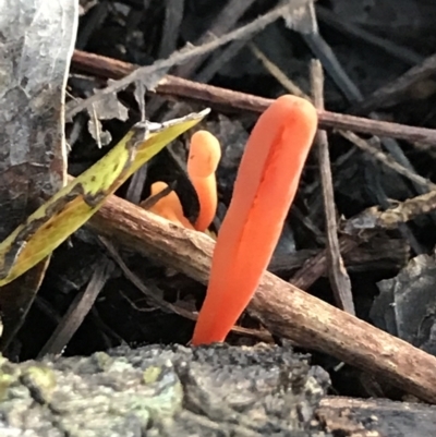 Clavulinopsis corallinorosacea at Urunga, NSW - 16 Apr 2022 by BrianH