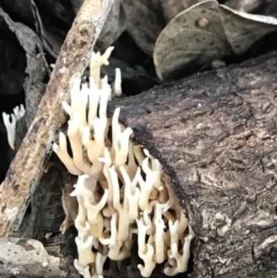 Unidentified Coralloid fungus, markedly branched at Urunga, NSW - 16 Apr 2022 by BrianH