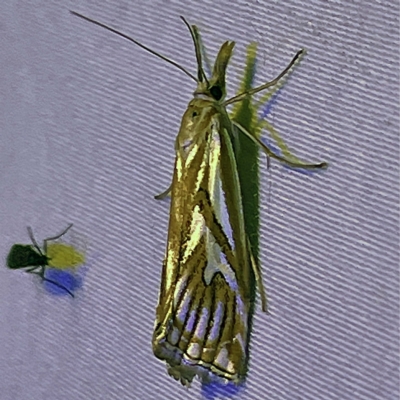 Hednota pleniferellus at Coopers Gully, NSW - 21 Feb 2022 by ibaird