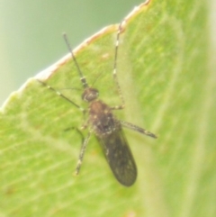 Aedes sp. (genus) (Mosquito) at Jerrabomberra, NSW - 29 Mar 2022 by TmacPictures