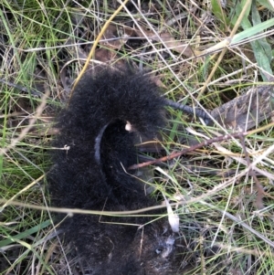 Trichosurus vulpecula at Belconnen, ACT - 16 Apr 2022 12:54 PM