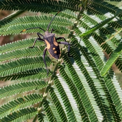 Mictis profana (Crusader Bug) at Bonegilla, VIC - 15 Apr 2022 by Darcy