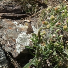 Theclinesthes serpentata (Saltbush Blue) at Watson, ACT - 16 Apr 2022 by Birdy