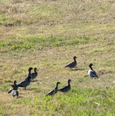 Chenonetta jubata (Australian Wood Duck) at Bonegilla, VIC - 15 Apr 2022 by Darcy