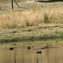 Anas superciliosa (Pacific Black Duck) at Ebden, VIC - 16 Apr 2022 by Darcy