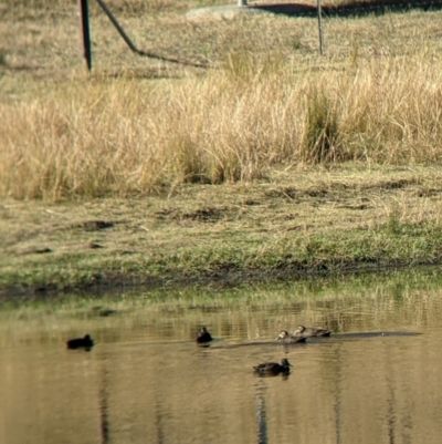 Anas superciliosa (Pacific Black Duck) at Ebden, VIC - 15 Apr 2022 by Darcy