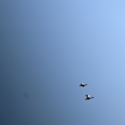 Tadorna tadornoides (Australian Shelduck) at Ebden, VIC - 15 Apr 2022 by Darcy