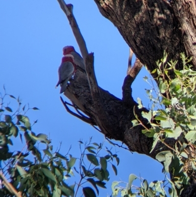 Eolophus roseicapilla (Galah) at Bonegilla, VIC - 16 Apr 2022 by Darcy