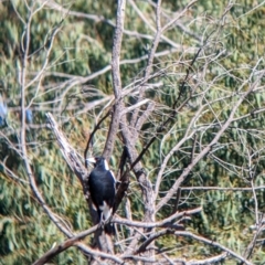 Gymnorhina tibicen (Australian Magpie) at Bonegilla, VIC - 16 Apr 2022 by Darcy